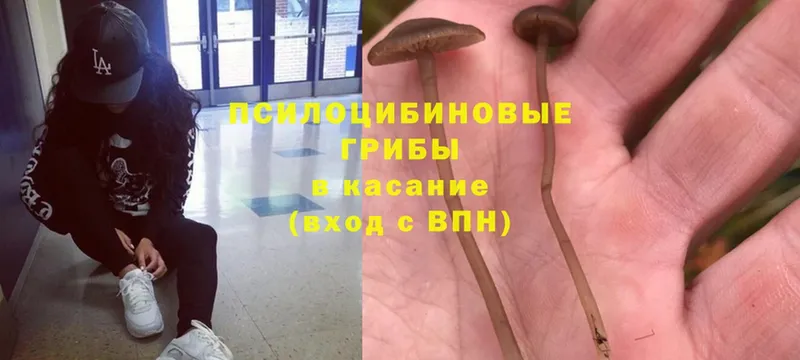 Псилоцибиновые грибы Psilocybine cubensis  хочу наркоту  Кемь 